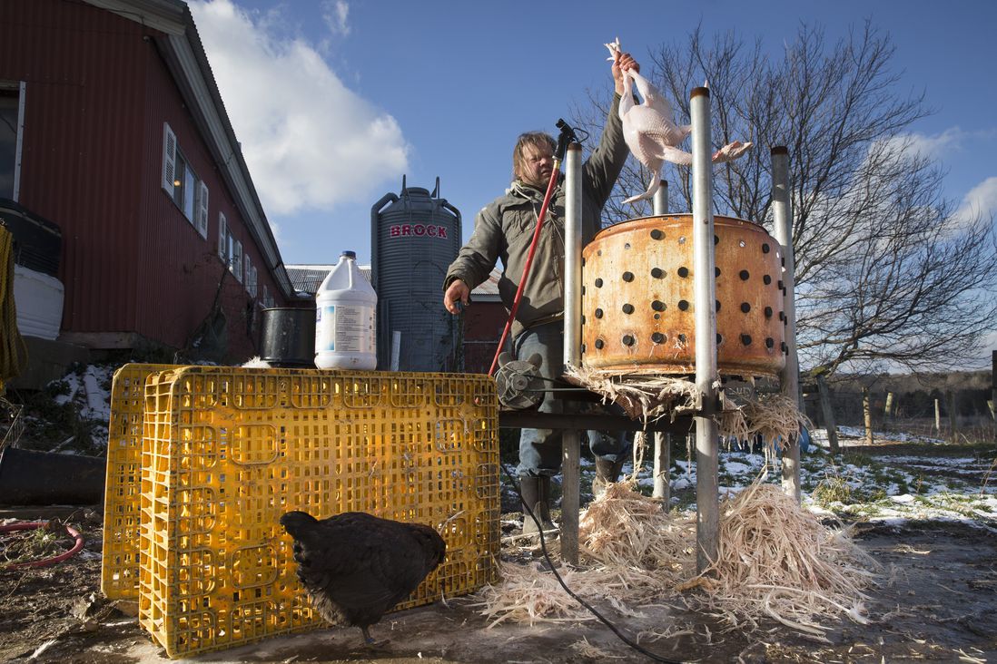 Paul Dench-Layton, of Violet Hill Farm, pulls a fully defeathered turkey from his homemade mechanical plucker during the farms's Thanksgiving harvest<br/>